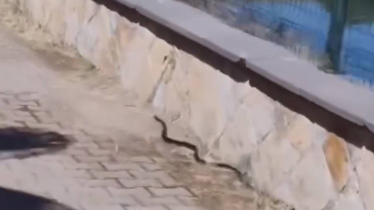 Kahramanmaraş'ta mesire alanında yılan paniği