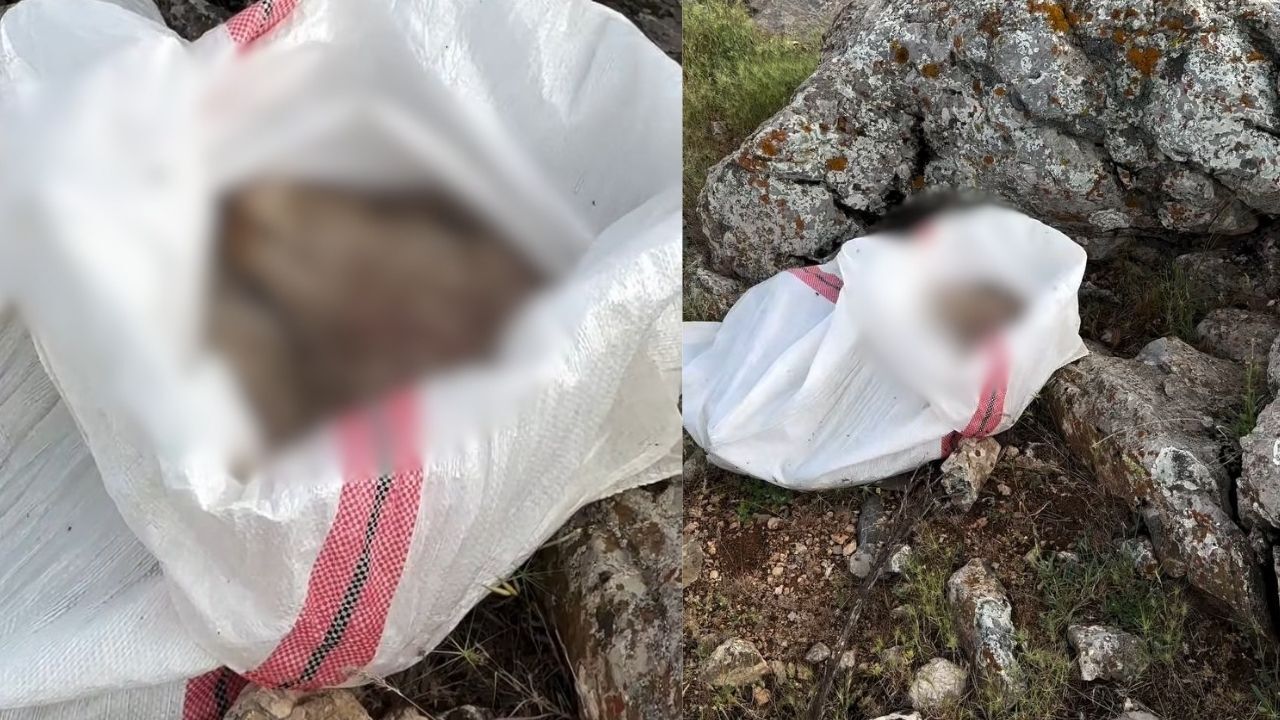 Kahramanmaraş’ta vicdanları sızlatan manzara! Arazide torba içinde ölü bulundu