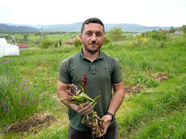 Tarlada Altın Değerinde Ürün Doğadan Toplanması Yasak, Kilosu 13 Bin Tl (2)