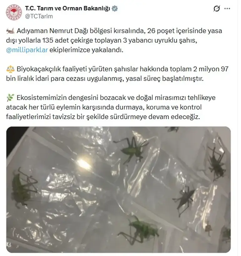 Yasa Dışı Yollarla Çekirge Toplayan 3 Kişiye 2 Milyon 97 Bin Lira Ceza 1