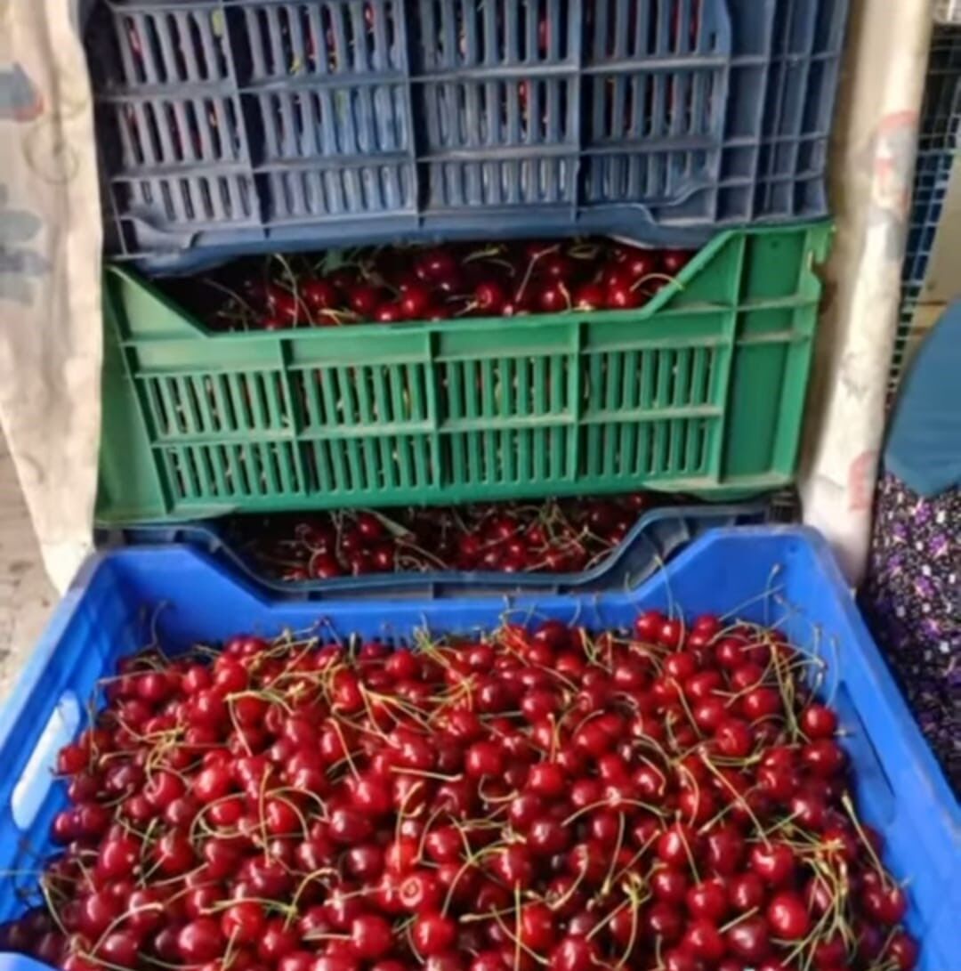 Andırın'da Çığşar kirazında hasat başladı