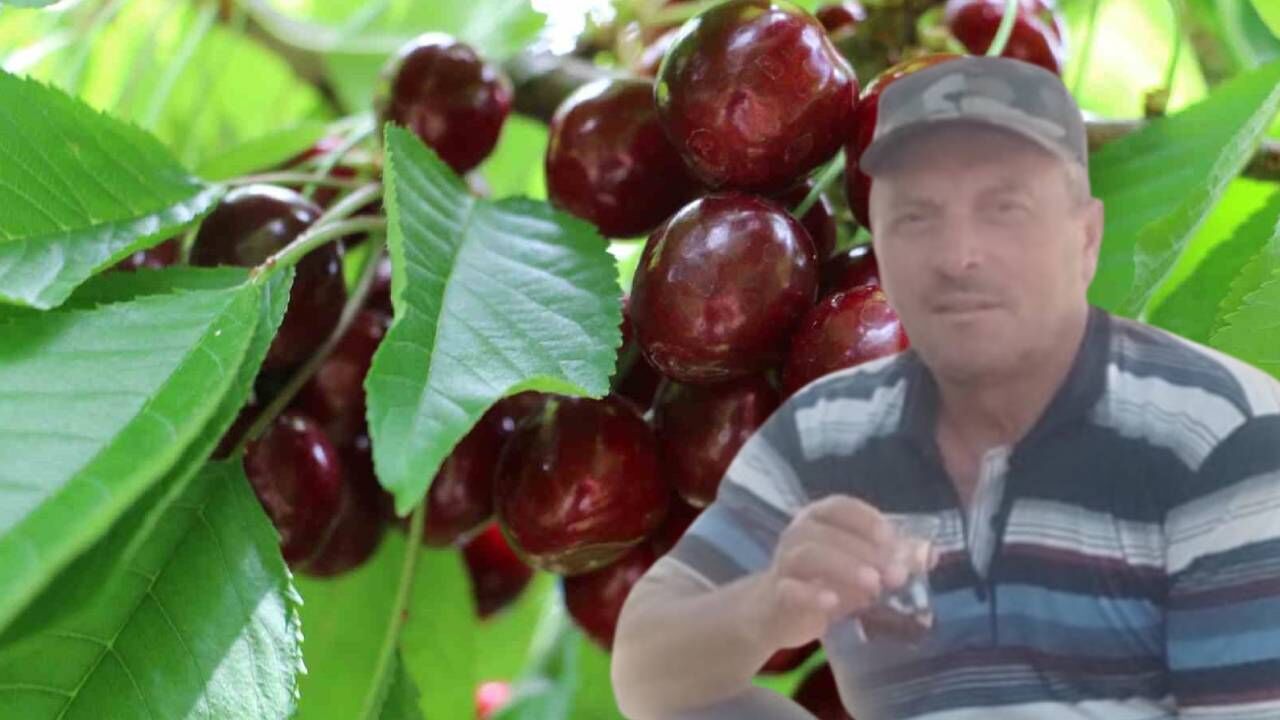Dalından kiraz yiyen karı koca hayatını kaybetti