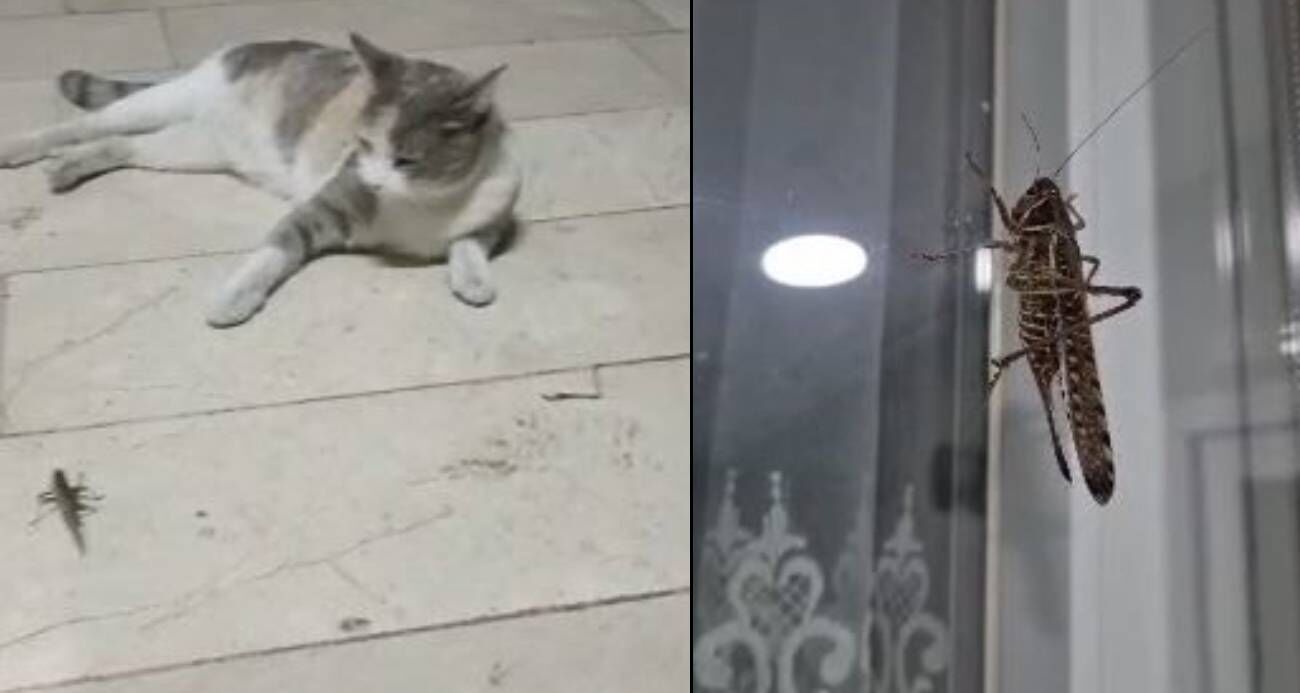 Dev çekirge hareketliliği: Birçok yerde görüntülendi