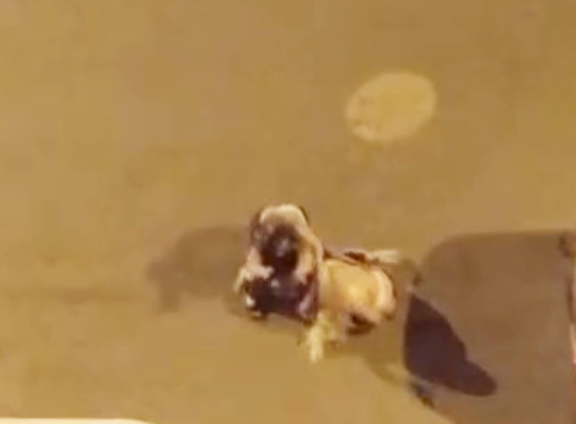Iğdır’da Kadınlar Saç Saça Kavga Etti
