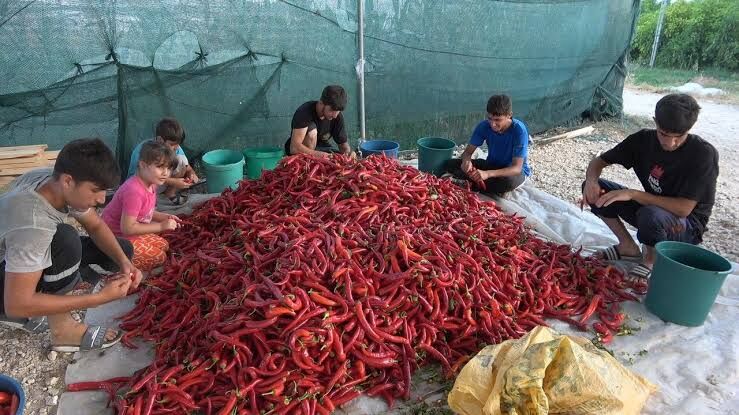Kahramanmaraş Usulü Biber Salçası Nasıl Yapılır