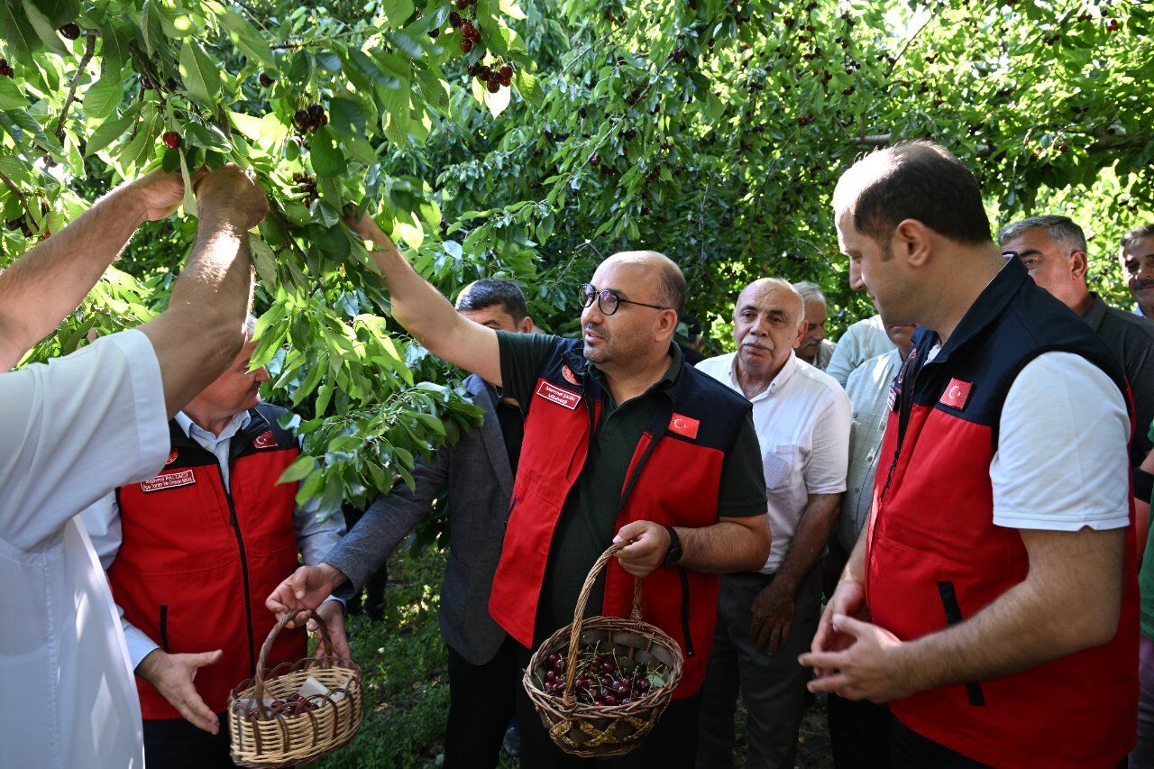 Kahramanmaraş'ta 1600 metre rakımda yetişen Çığşar kirazı, Avrupa pazarına ihraç ediliyor