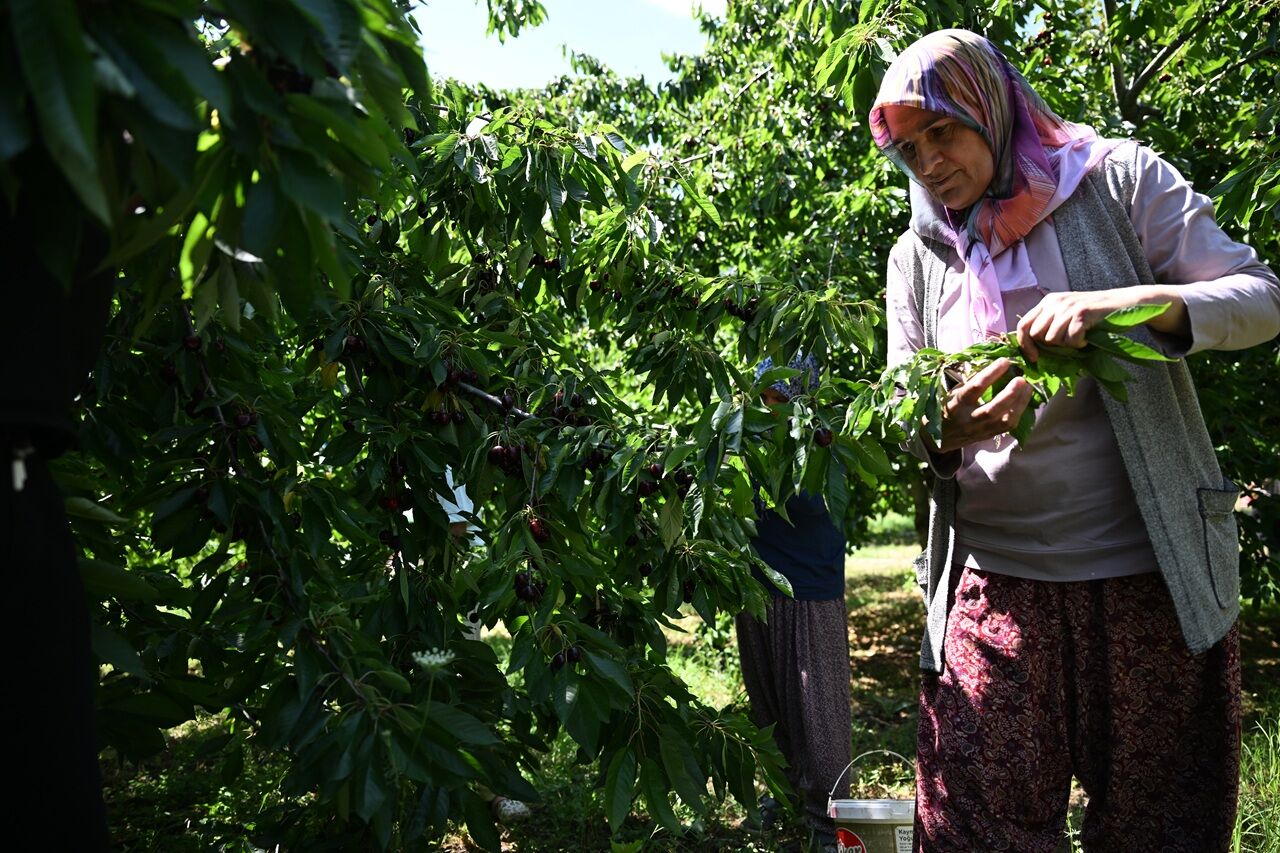 Kahramanmaraş'ta 60 Yıllık Başarı Hikâyesi! Çığşar Kirazı Avrupa'ya İhraç Ediliyor (3)