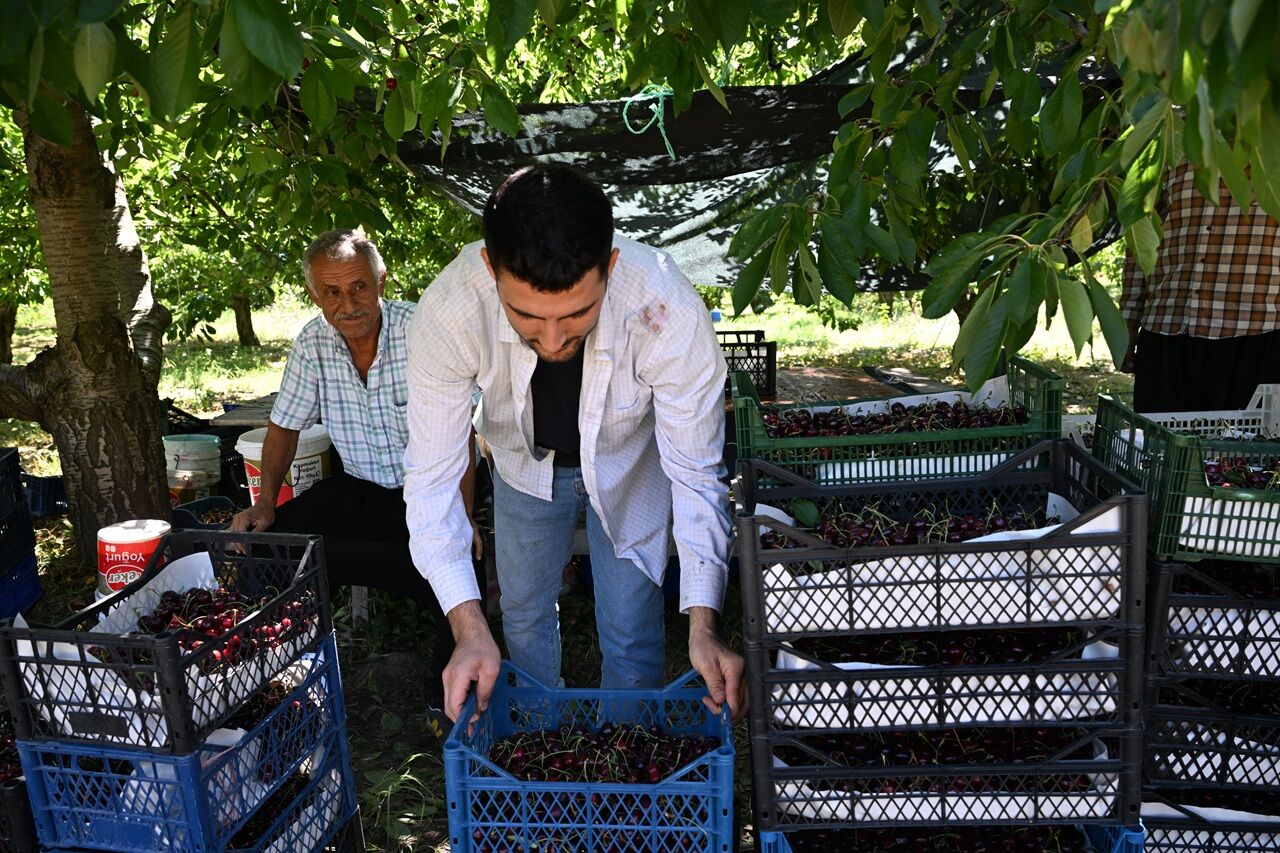 Kahramanmaraş'ta 60 Yıllık Başarı Hikâyesi! Çığşar Kirazı Avrupa'ya İhraç Ediliyor (7)