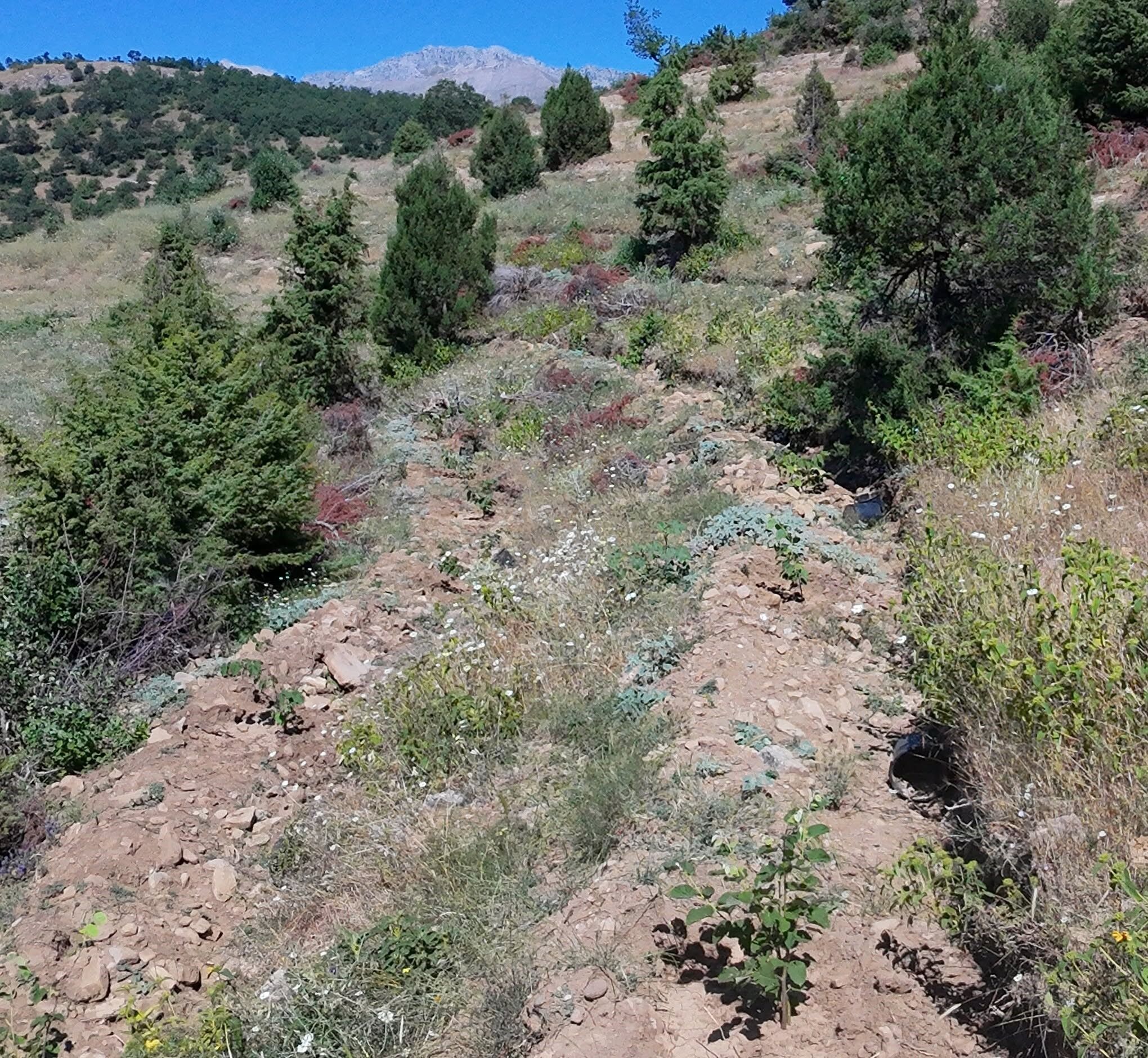 Kahramanmaraş'ta Binlerce Kestane Ve Ihlamur Fidanı Dikildi (2)