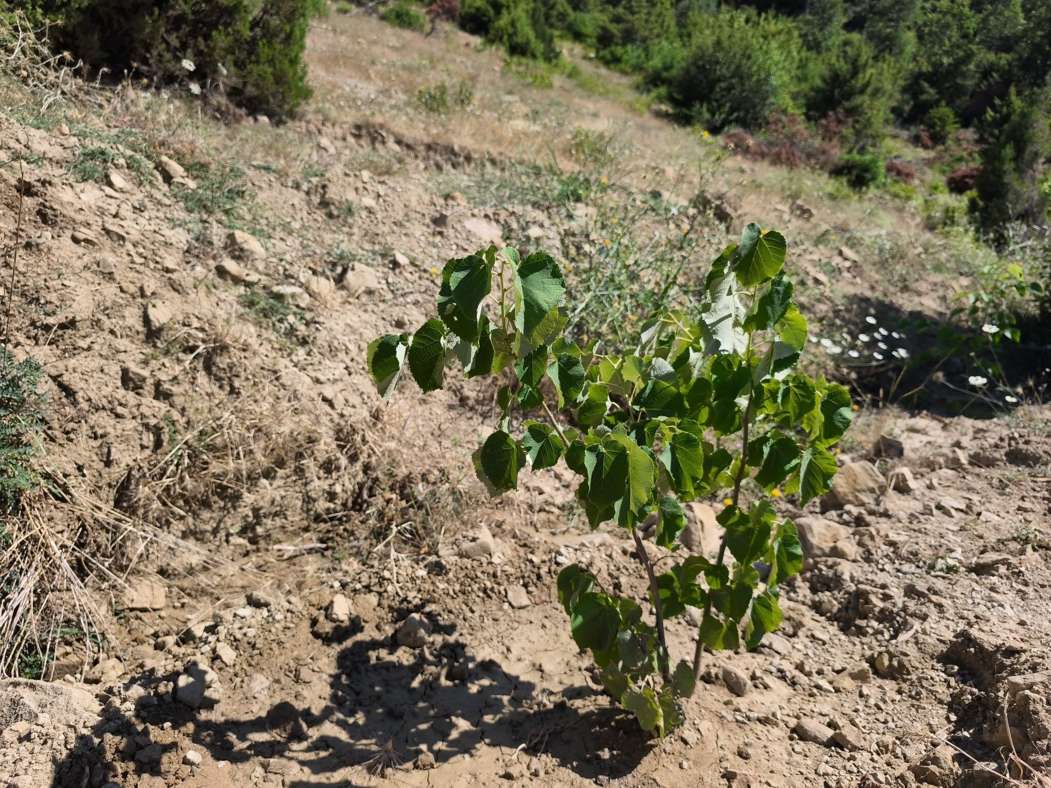 Kahramanmaraş'ta Binlerce Kestane Ve Ihlamur Fidanı Dikildi (3)
