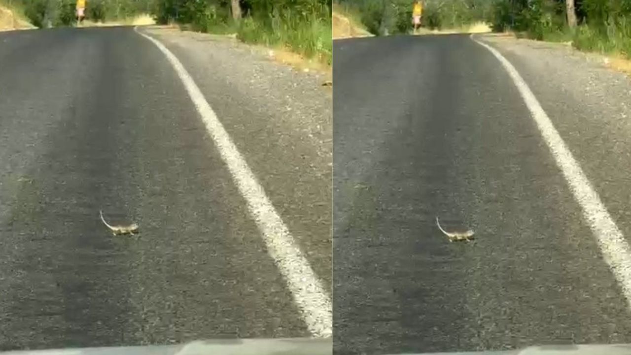 Kahramanmaraş'ta Bukalemuna Yol Veren Sürücü Gülümsetti! O Anlar Kamerada
