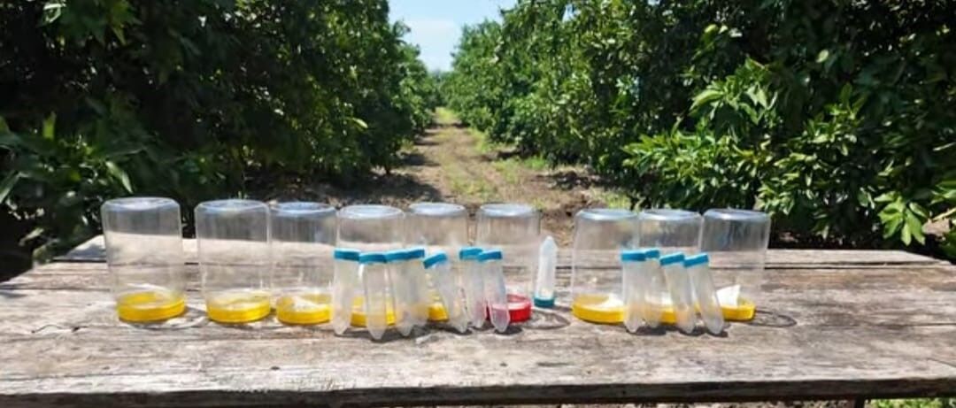 Kahramanmaraş'ta Narenciye Bahçelerine Faydalı Böcek Salındı