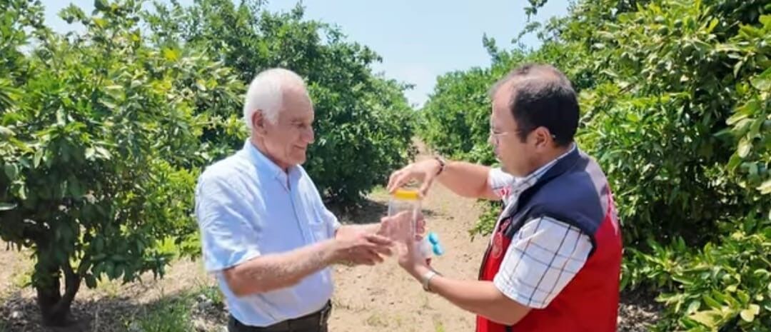 Kahramanmaraş'ta Narenciye Bahçelerine Faydalı Böcek Salındı (3)