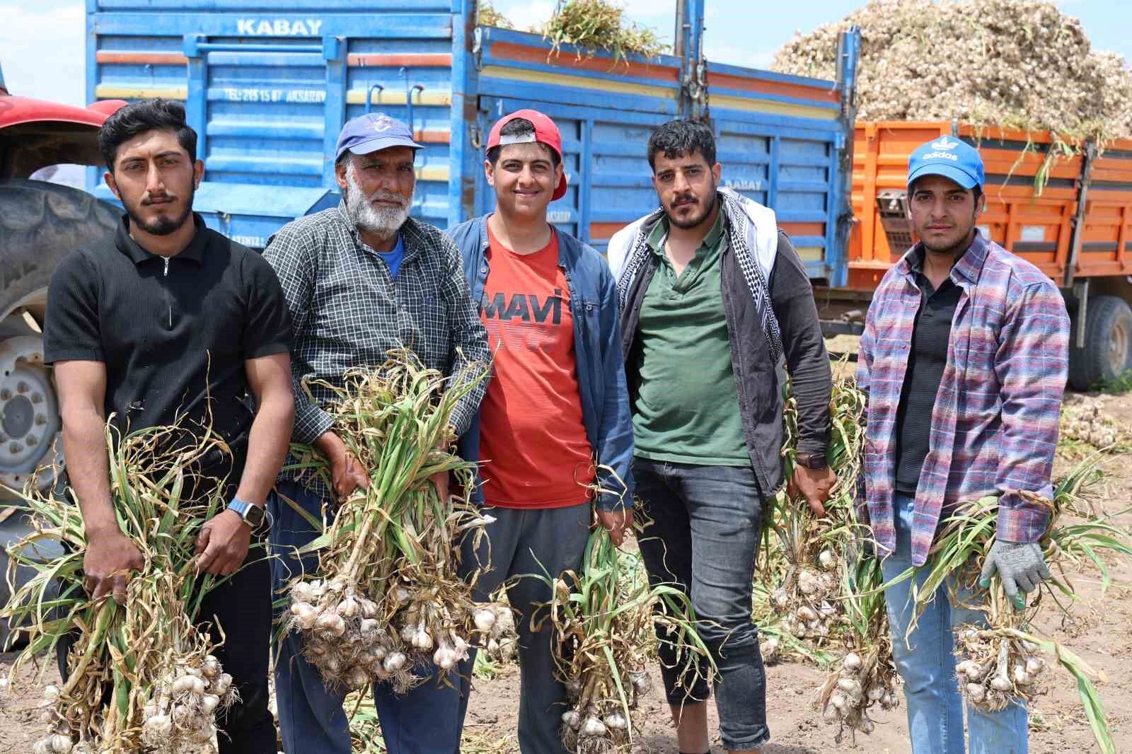 Sevdiğiyle Evlenmek Için Tarlada Başlık Parasına Çalışıyor-1