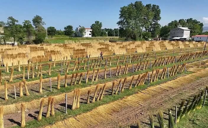 Sulak Alanlarda Doğal Olarak Yetişen Goga Otu Çiftçilerin Gelir Kapısı Oldu