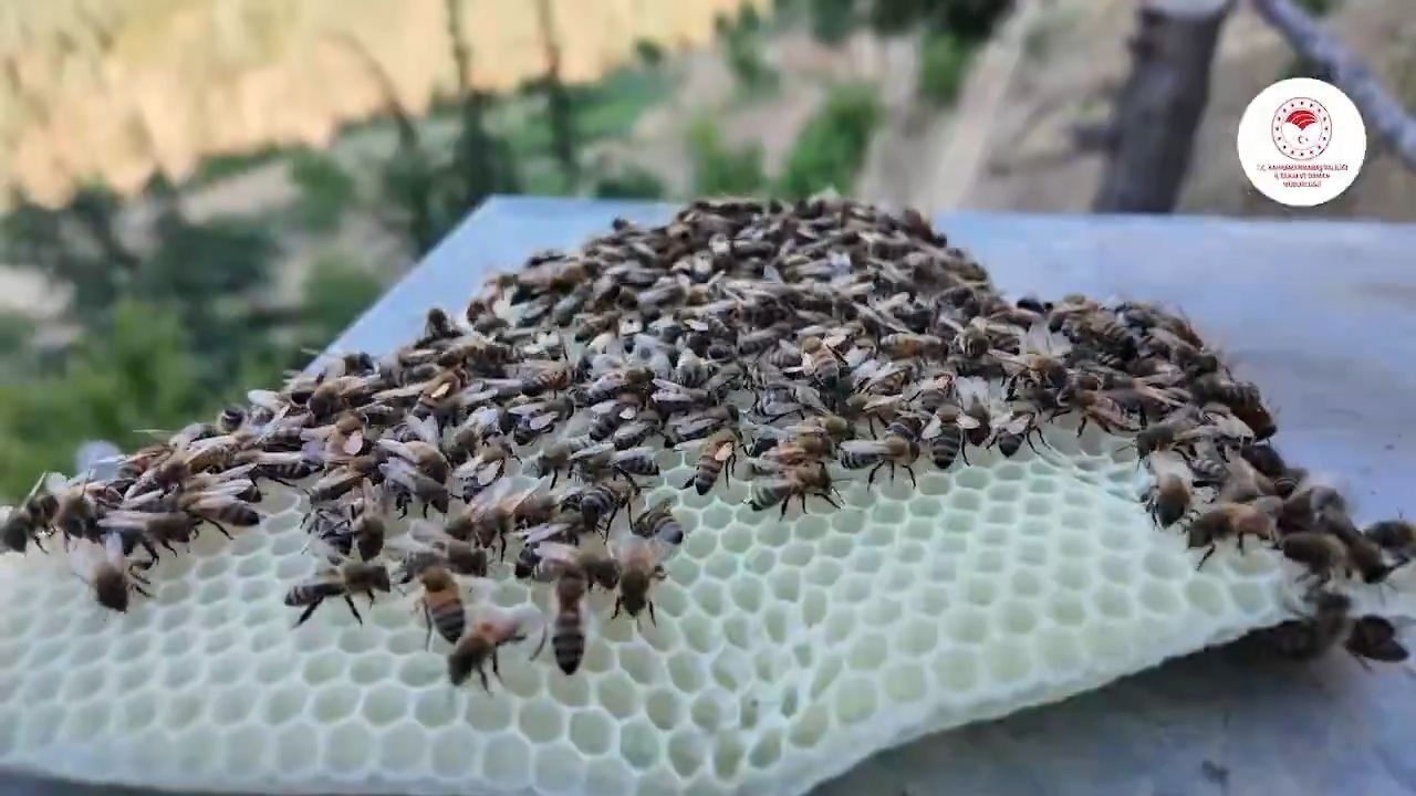 Kahramanmaraş'ta bal hasadı başladı
