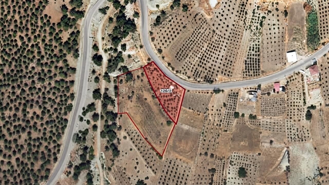Kahramanmaraş İcra Dairesinden 1 milyon 101 bin TLye satılık zeytinlik