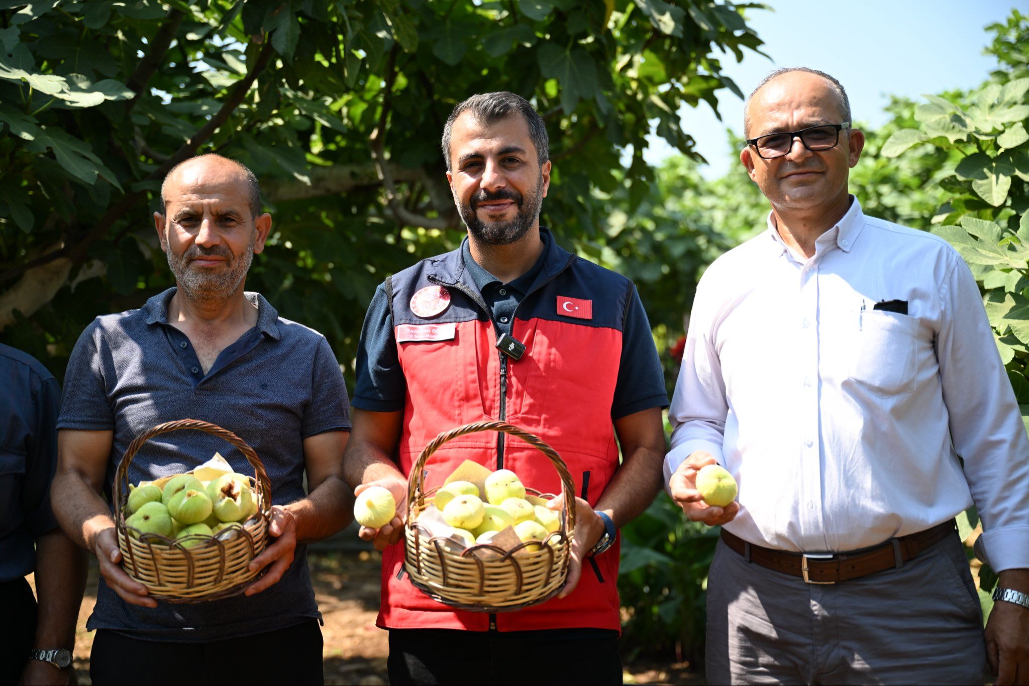 Kahramanmaraş'ta Abbas İnciri Hasadı Başladı (2)