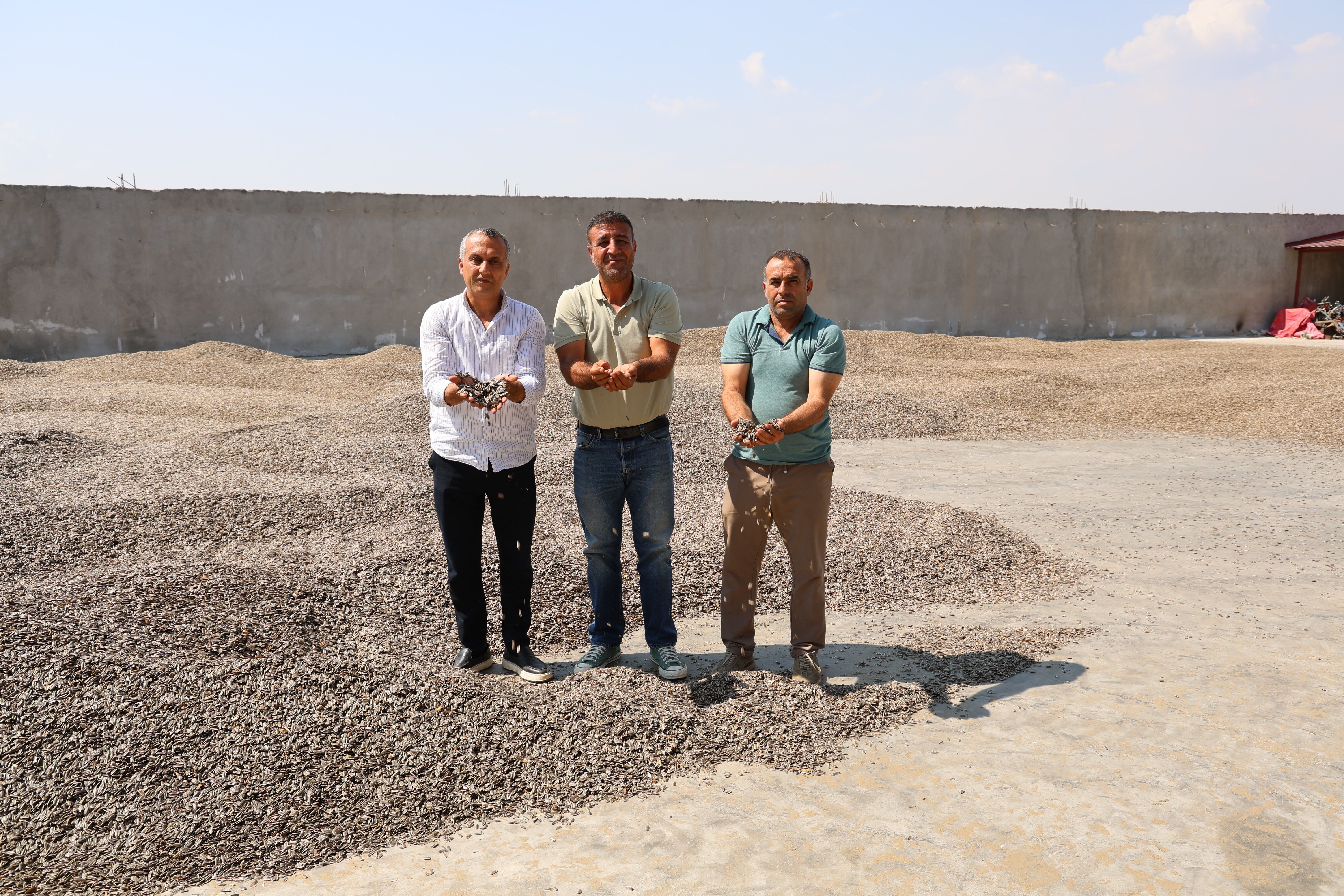 Kahramanmaraş’ta Ay Çekirdeği Hasadı Başladı (4)