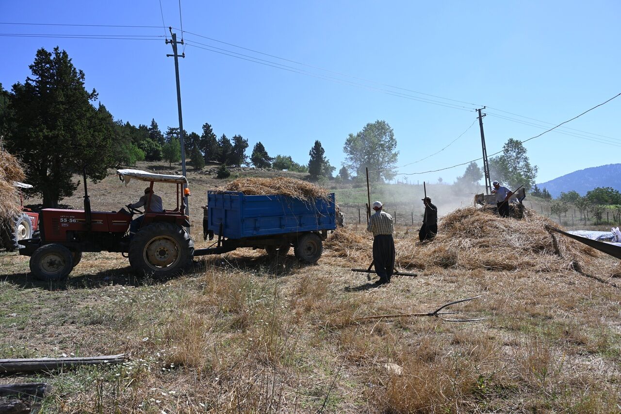 Kahramanmaraş’ta Bin Yıllık Gelenek Sürüyor Buğday Hasadı İmeceyle Yapılıyor (3)