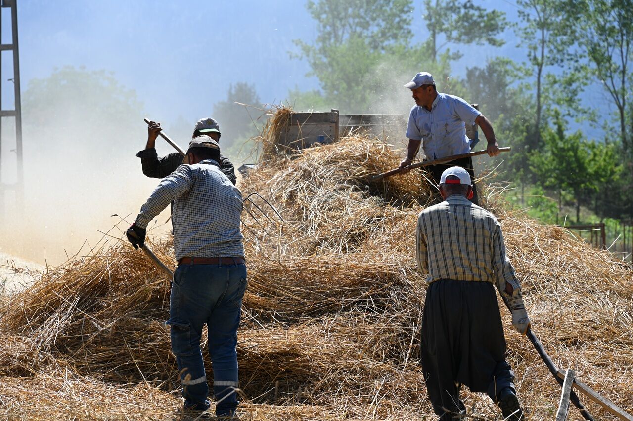 Kahramanmaraş’ta Bin Yıllık Gelenek Sürüyor Buğday Hasadı İmeceyle Yapılıyor (7)