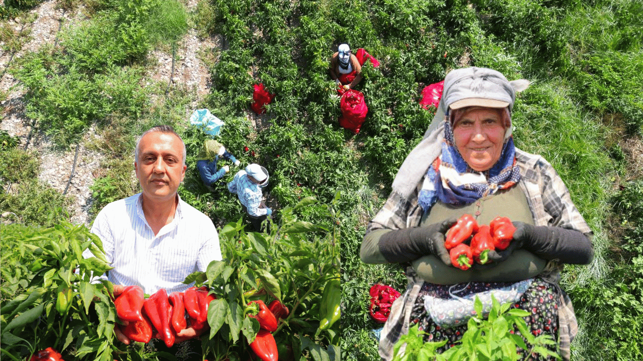 Kahramanmaraş'ta salçalık biber hasadı başladı!