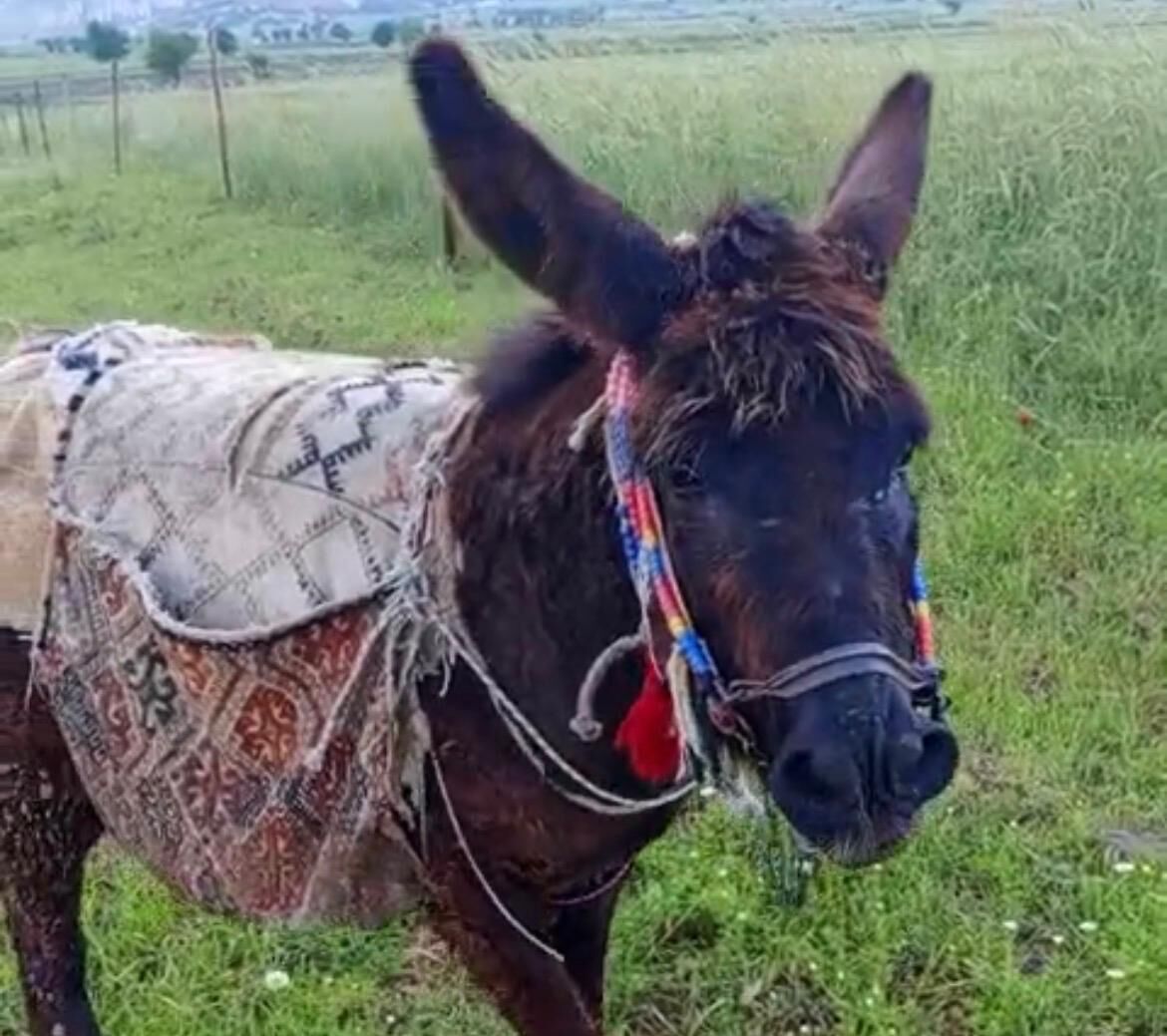 Kahramanmaraş'ta Vefalı Güllü Fenomen Oldu! Sahibinin Tek Sözünü İki Etmiyor (2)