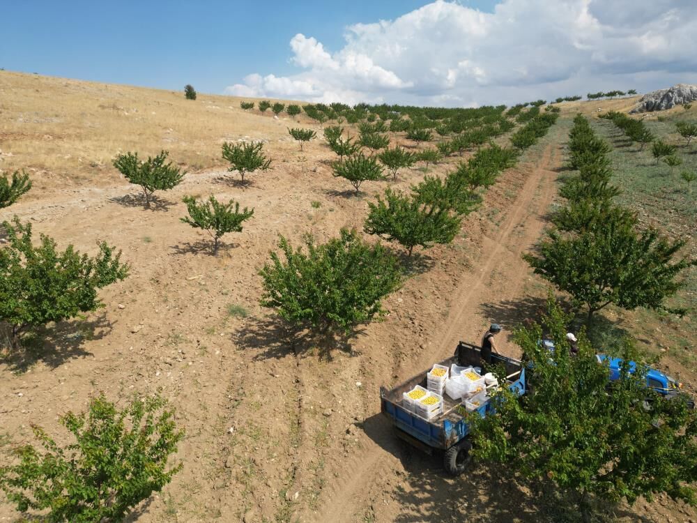 Susuz Bölgede 500 Kayısı Ağacı Yetiştirip 4 Ton Verim Aldı, Proje Türkiye Birinciliği Getirdi (1)