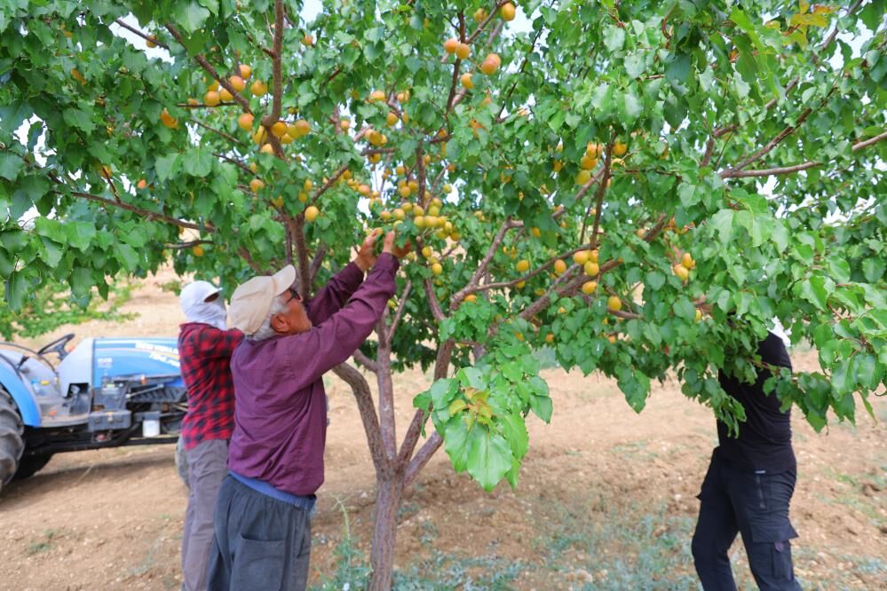 Susuz Bölgede 500 Kayısı Ağacı Yetiştirip 4 Ton Verim Aldı, Proje Türkiye Birinciliği Getirdi (2)