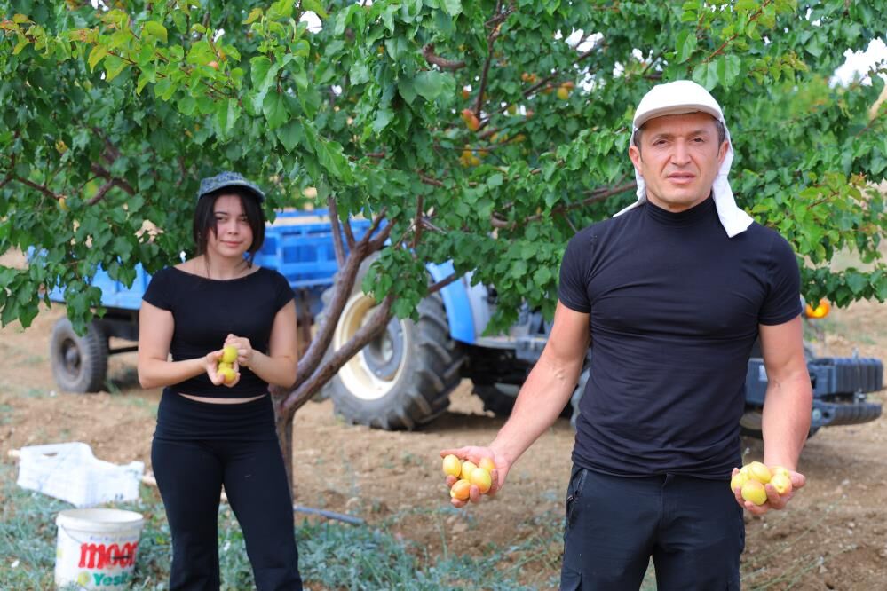 Susuz Bölgede 500 Kayısı Ağacı Yetiştirip 4 Ton Verim Aldı, Proje Türkiye Birinciliği Getirdi