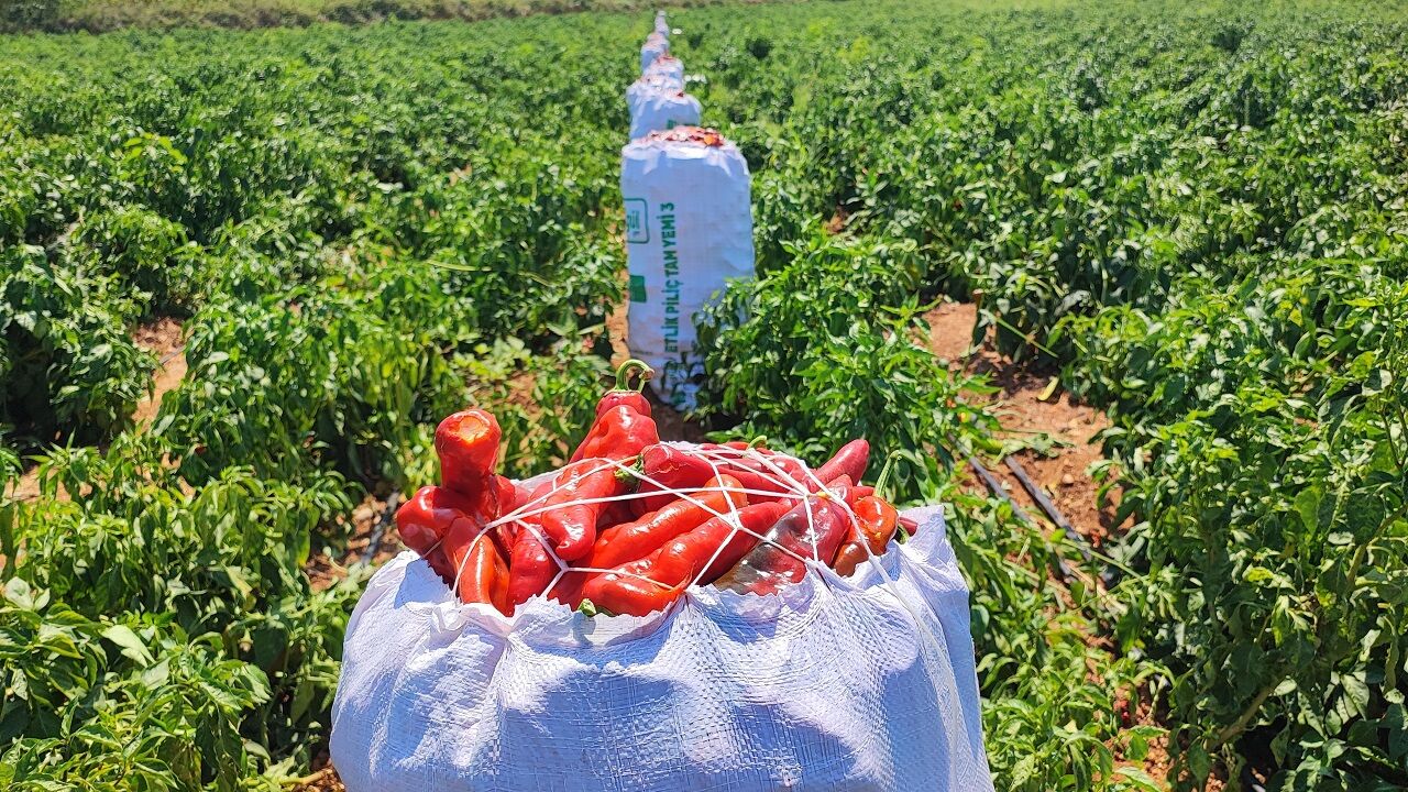 Adana’da Salçalık Biberi Üreticiden Önce Hırsızlar Hasat Etti (1)