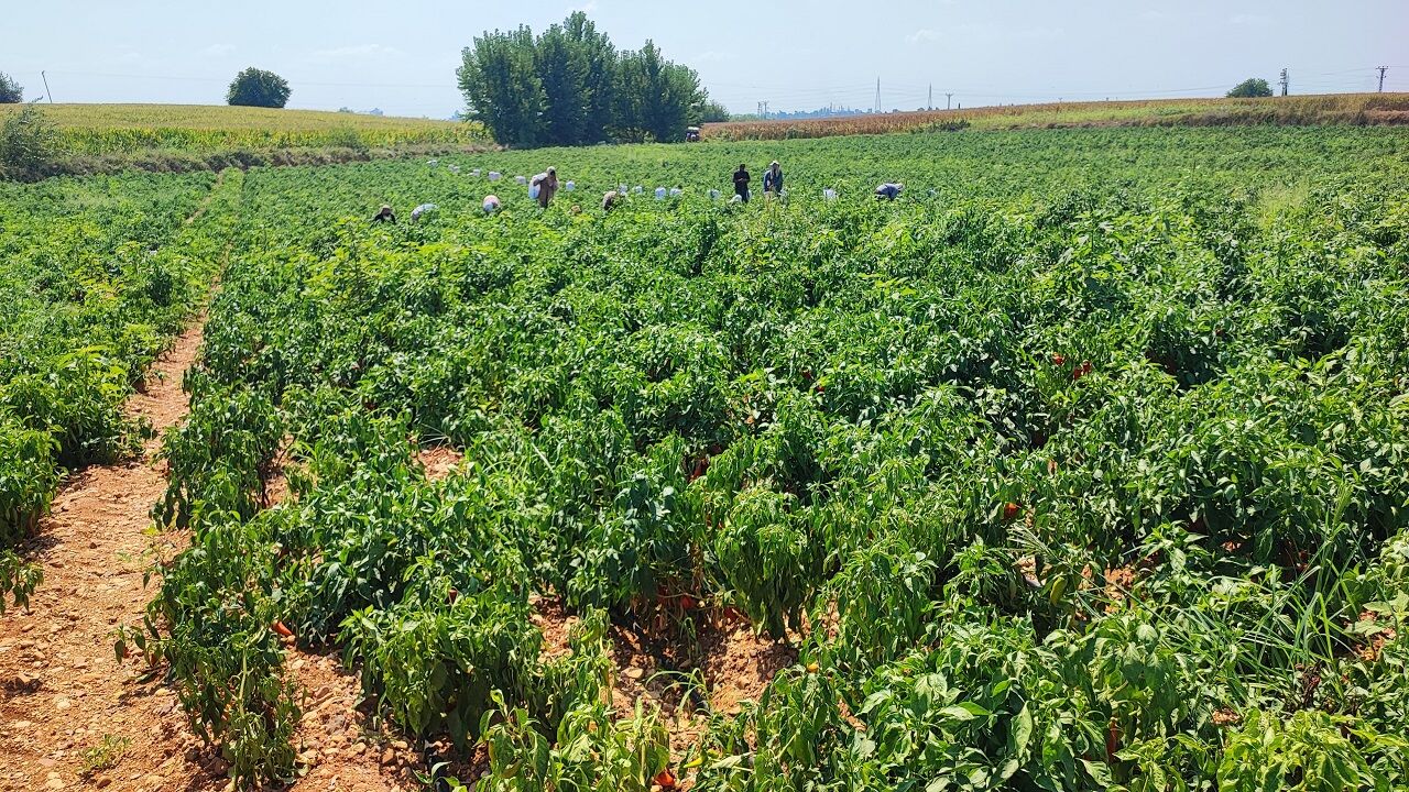Adana’da Salçalık Biberi Üreticiden Önce Hırsızlar Hasat Etti (3)