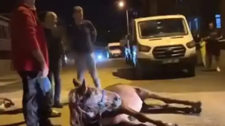 Ata şiddet uyguladılar, polis gözaltına aldı