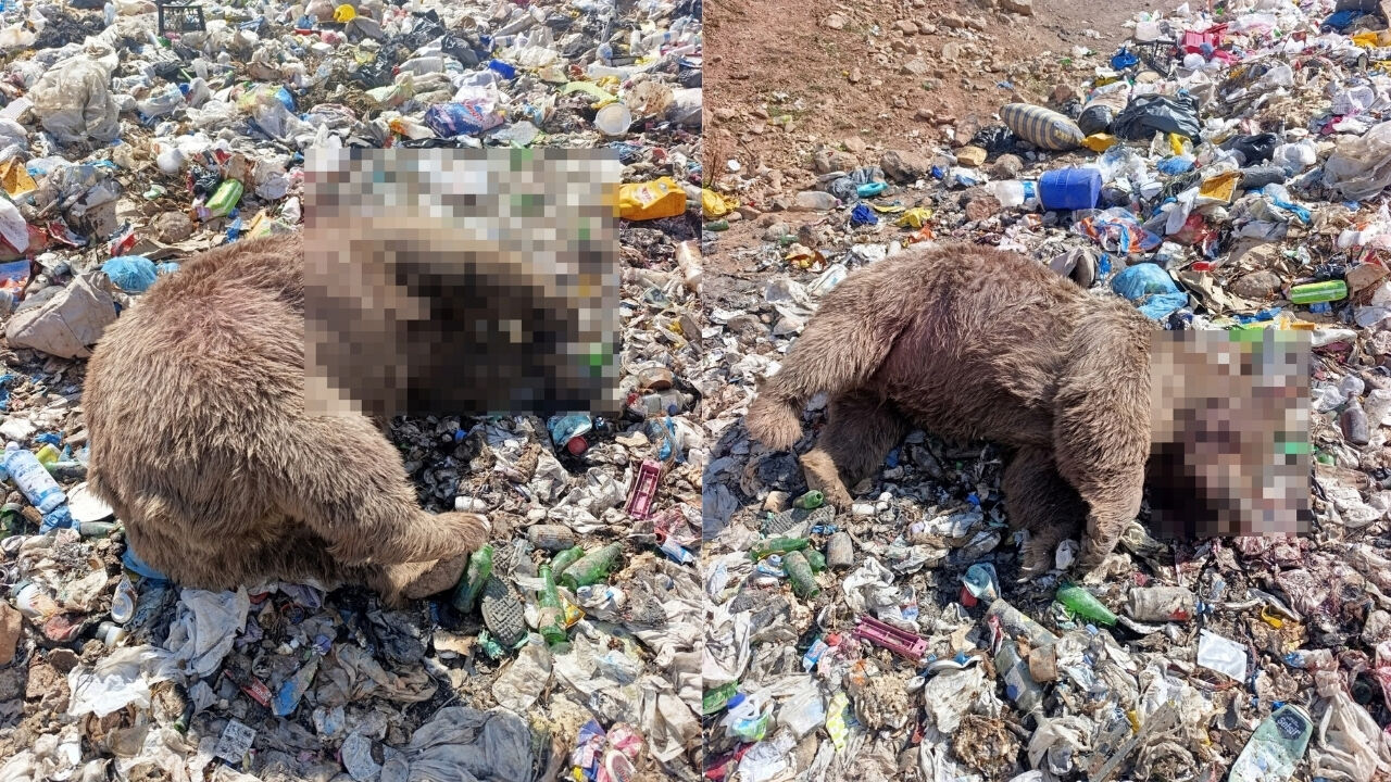 Bingöl'de çöplükte korkunç görüntü! 3 bozayı silahla vurulmuş halde bulundu