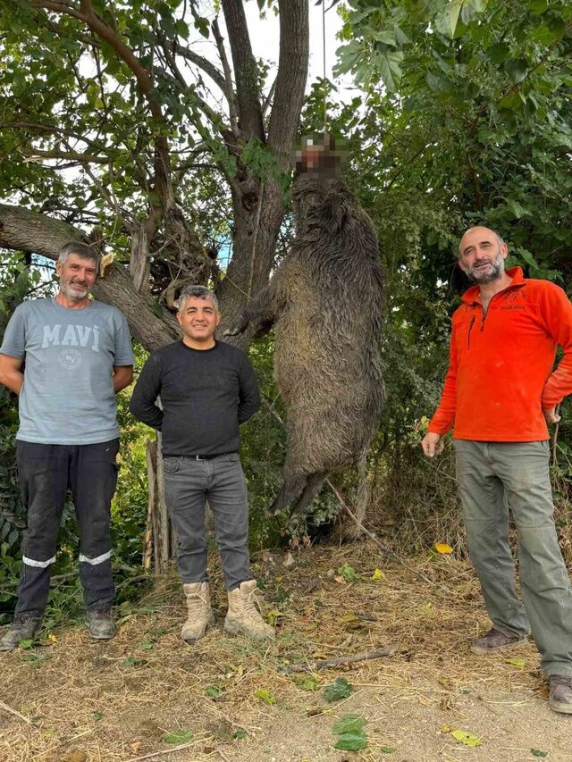 Çiftçilerin Kabusu Olmuştu! 350 Kiloluk Dev Yaban Domuzu Vuruldu (2)