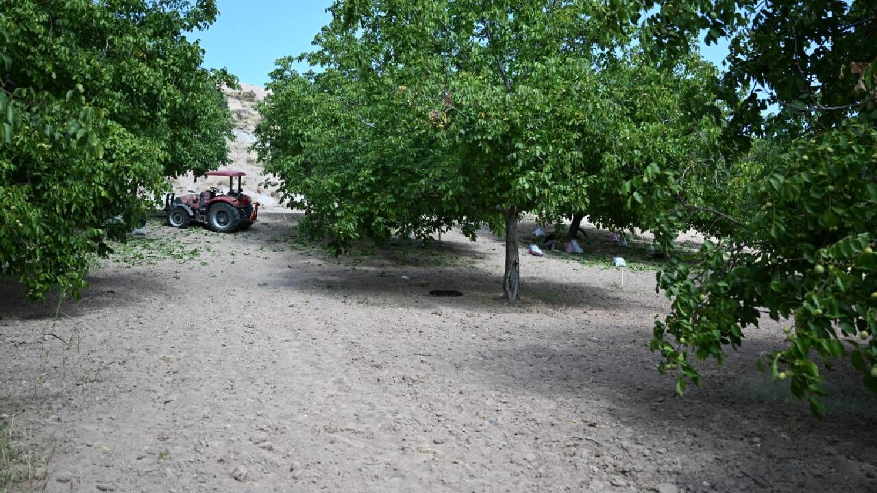 Kahramanmaraş'ta ceviz hasadı-2