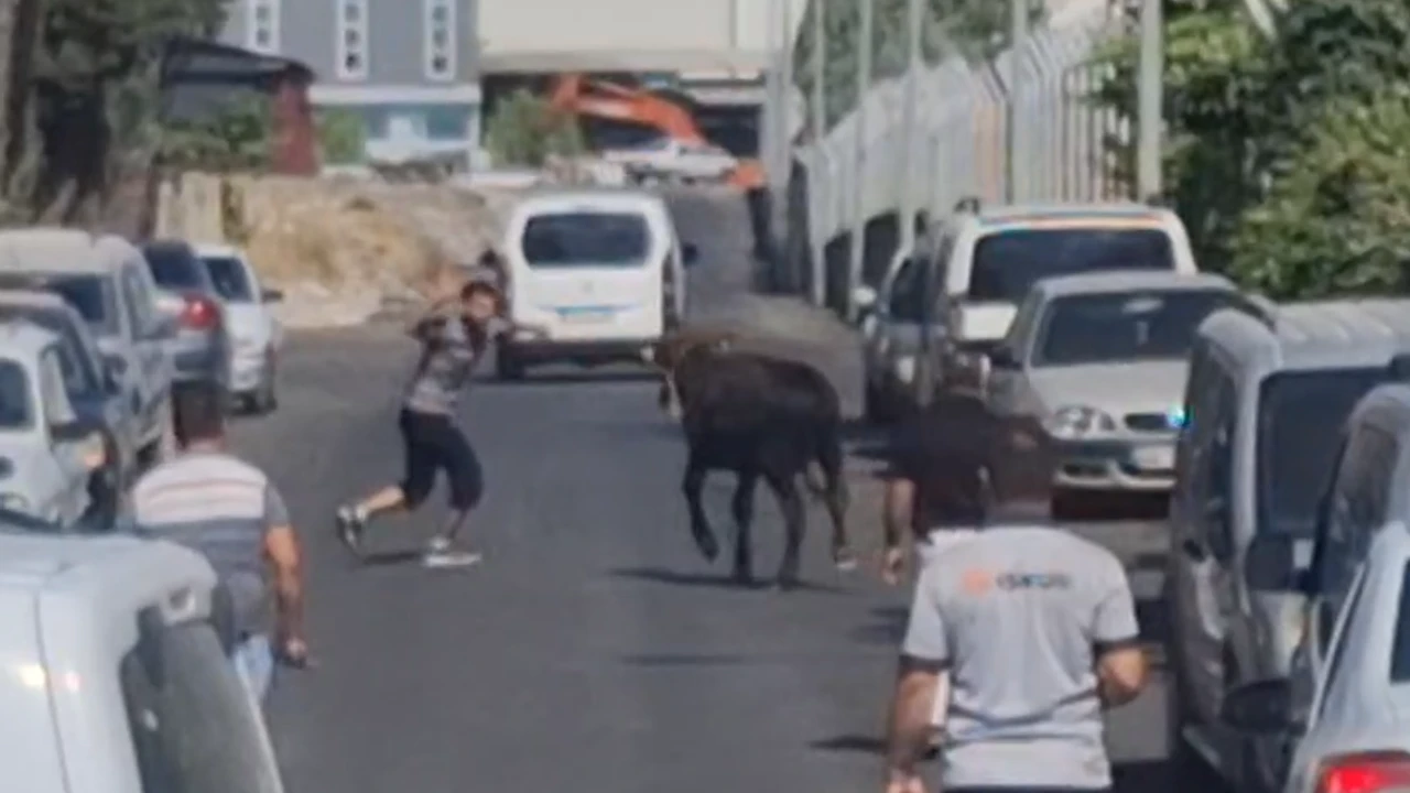 Kahramanmaraş’ta firari boğa trafiği karıştırdı-1