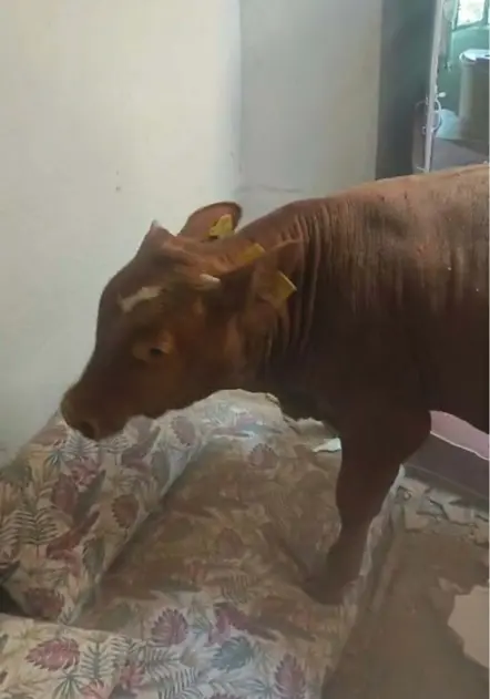 Evin Çatısına Düşen Dana, Delinen Tavanda Asılı Kaldı 1