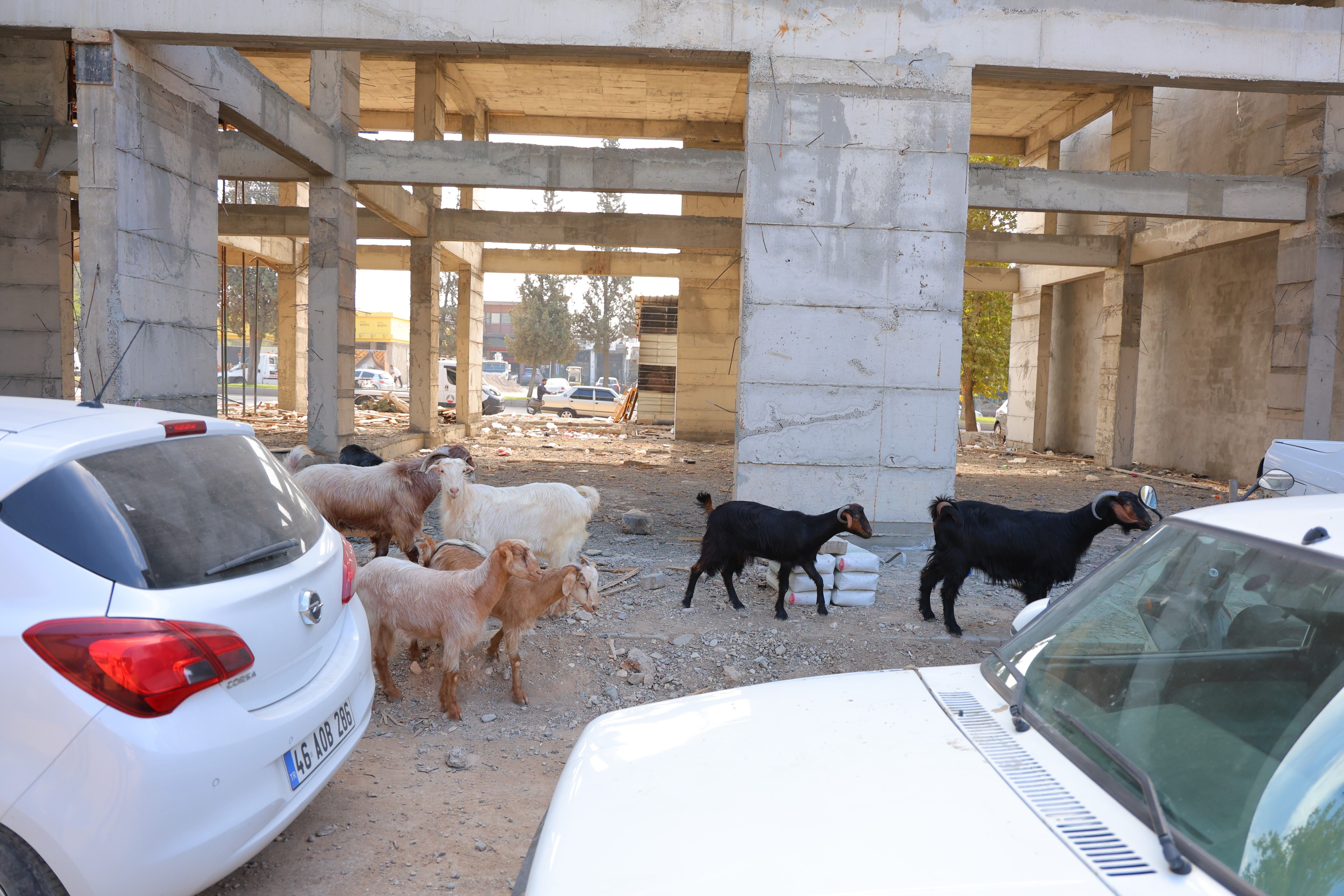 Kahramanmaraş Sanayisinde Keçi Nöbeti! 9 Keçinin Sahibi Aranıyor (2)