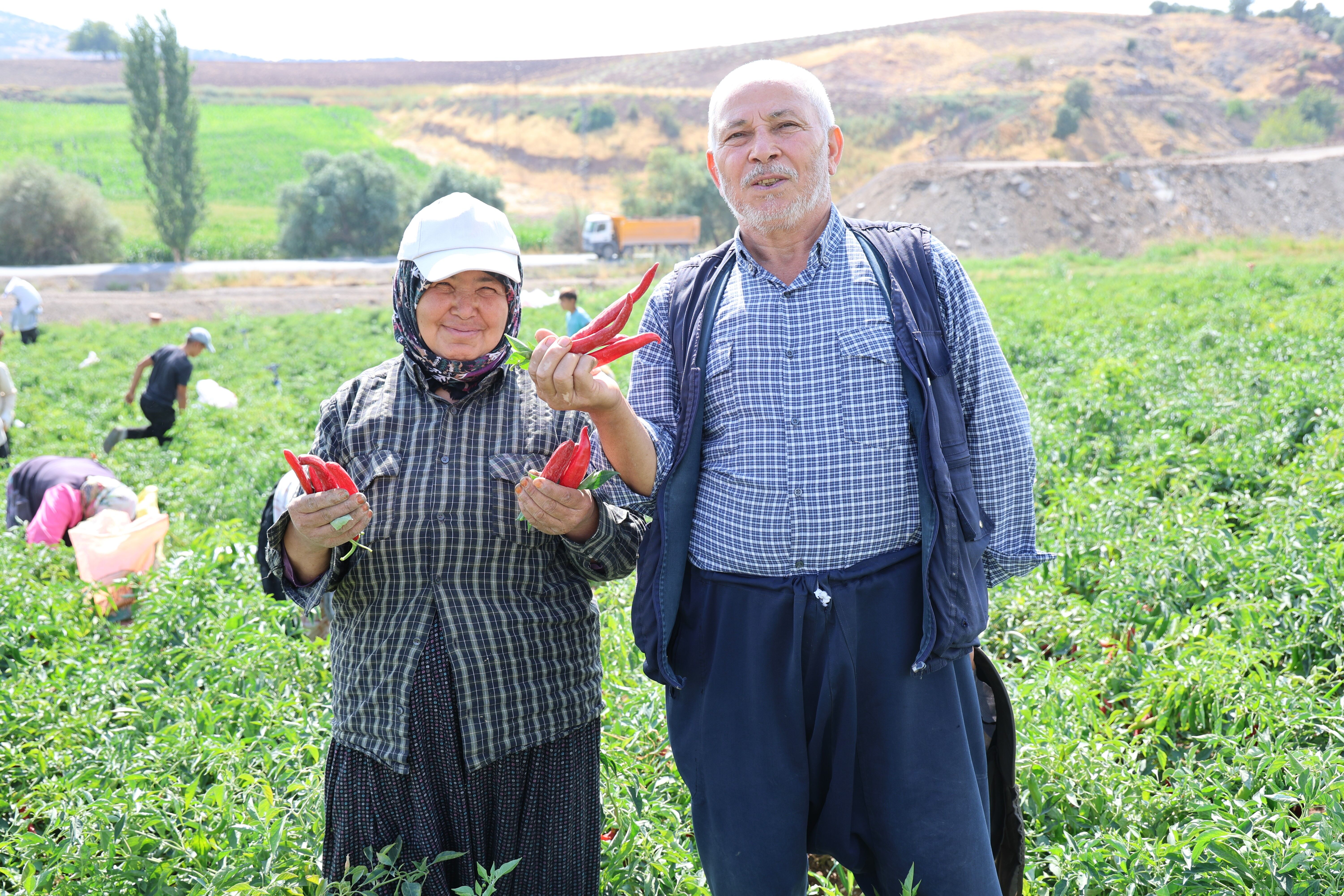 Kahramanmaraş’ın Kırmızı Altınında Hasat Başladı! (9)