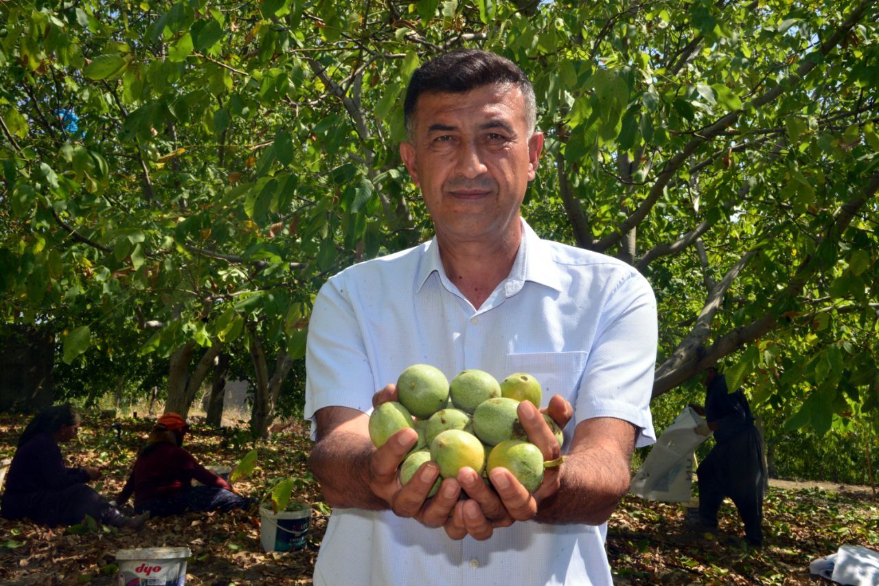 Kahramanmaraş’ın ‘yeşil altını’nda hasat başladı