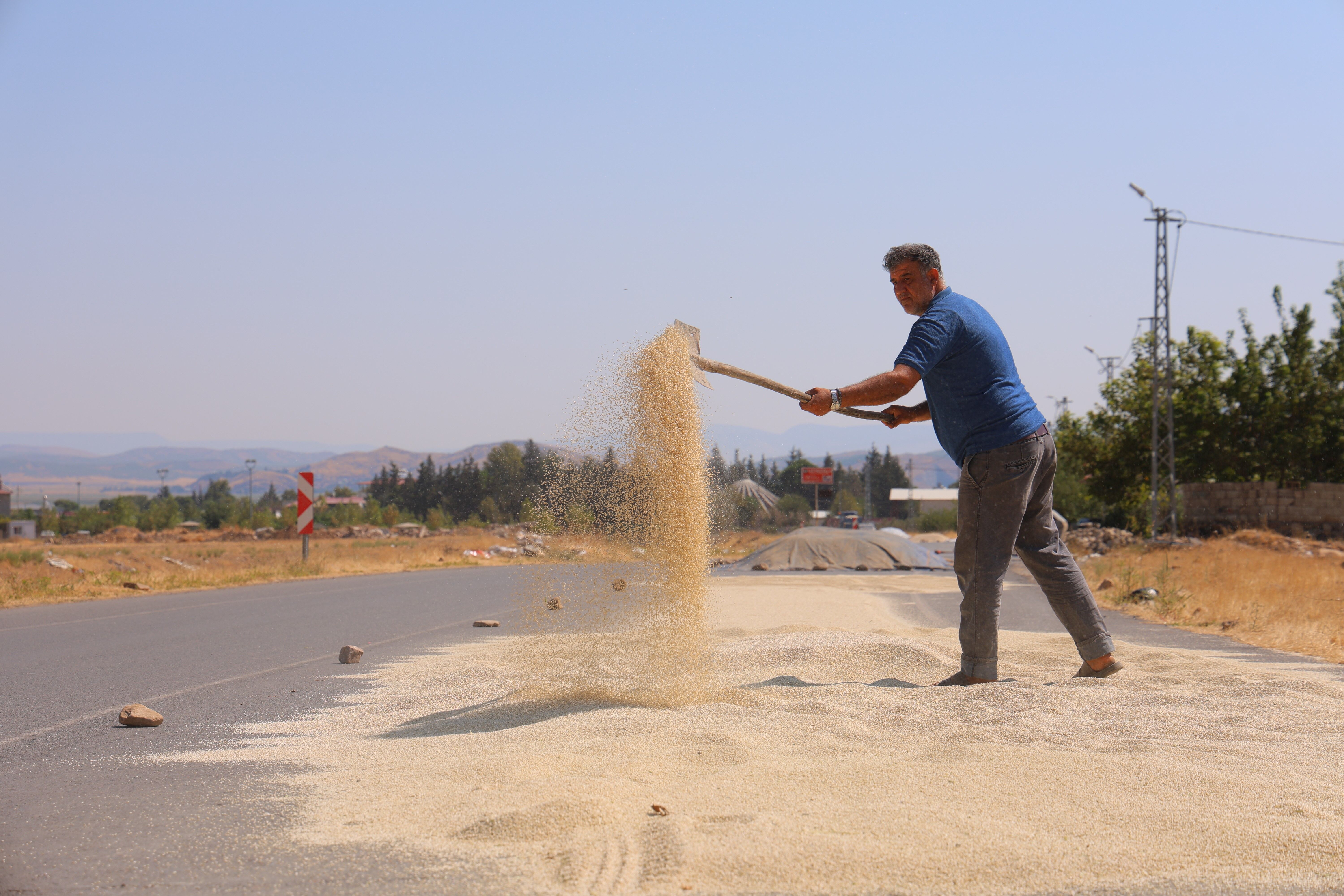 Kahramanmaraş’ta ak darı hasadı başladı