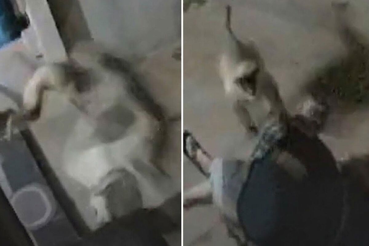 Maymun saldırısına uğrayan 91 yaşındaki kadın öldü