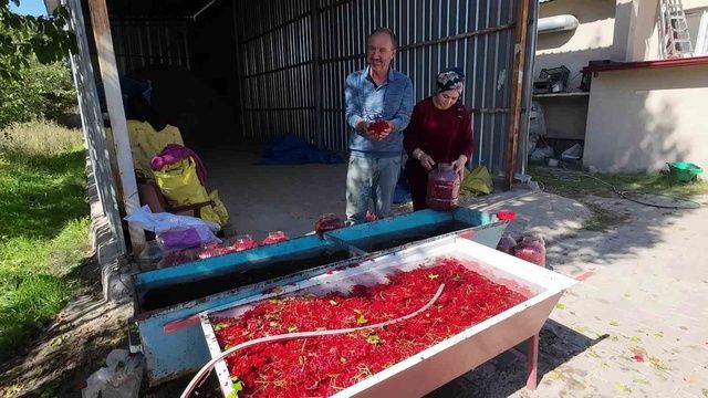 Dere Kenarlarında Yetişiyor! Toplayıp 1000 Liraya Satıyor (1)