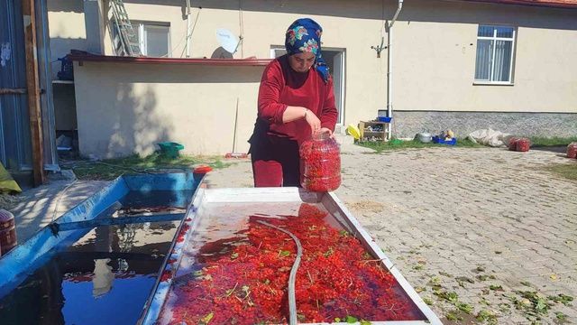 Dere Kenarlarında Yetişiyor! Toplayıp 1000 Liraya Satıyor (5)
