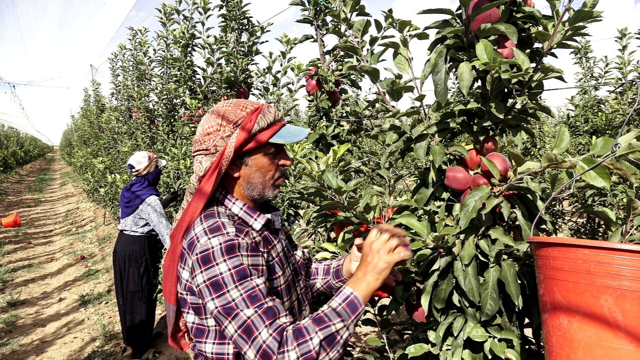 Geçen Yıl Yüzde 90 Düşmüştü, Bu Yıl Üretici Bayram Ediyor (3)