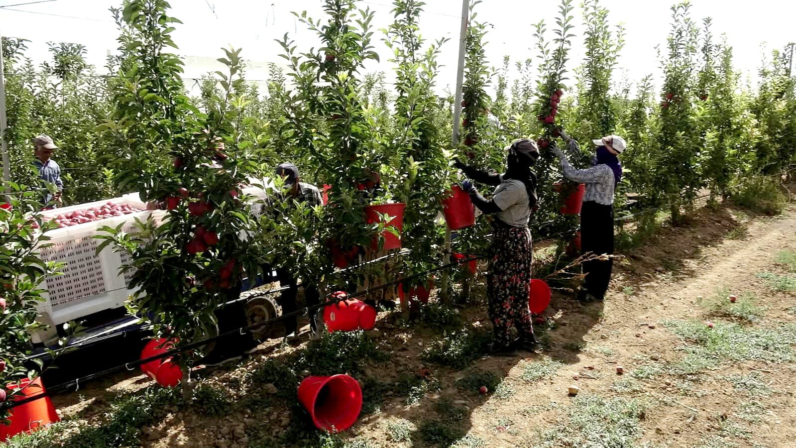 Geçen Yıl Yüzde 90 Düşmüştü, Bu Yıl Üretici Bayram Ediyor (6)