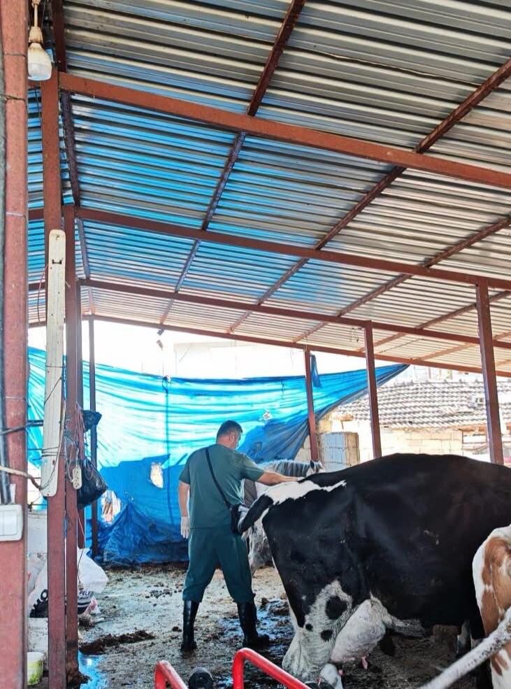 Hatay’da Şap Hastalığı Alarmı! Büyükbaş Hayvanlar Aşılanıyor (3)