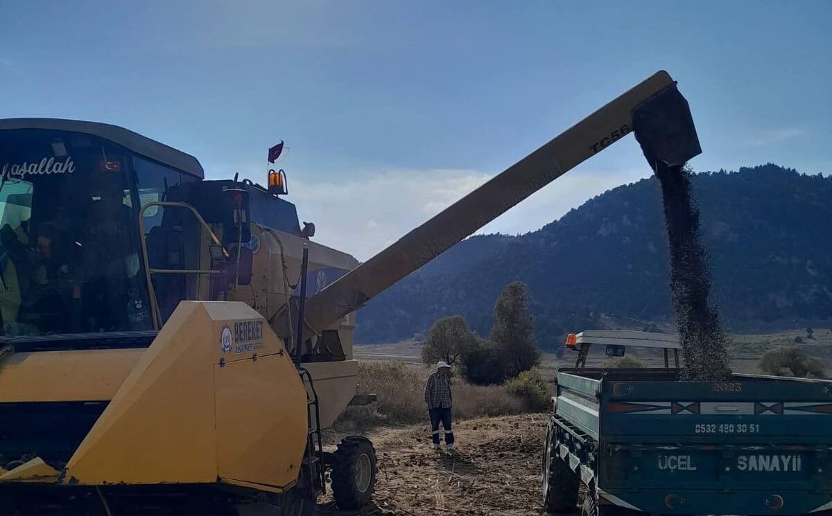 Kahramanmaraş Andırın’da Ayçiçeği Hasadı Başladı (2)
