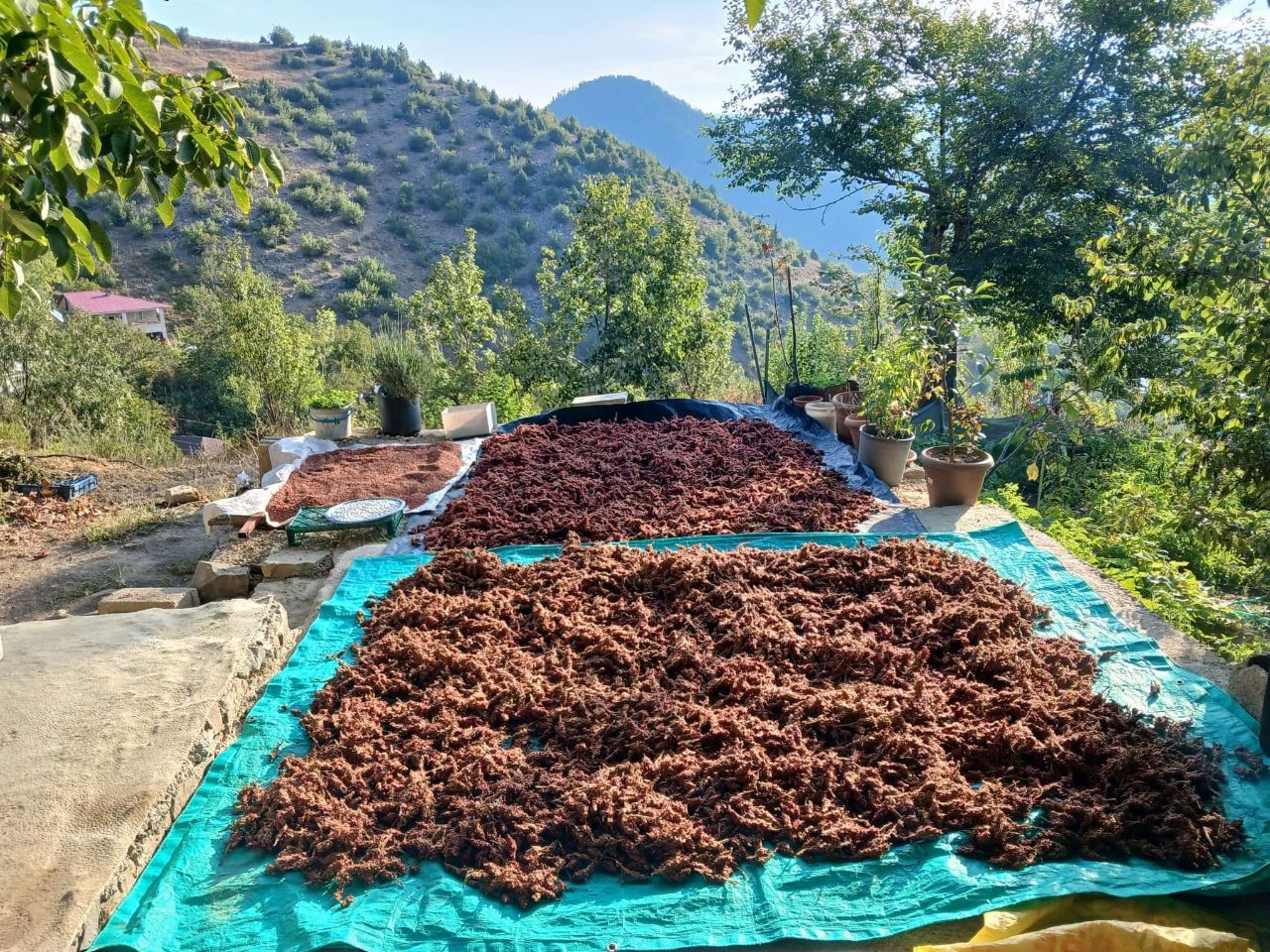 Kahramanmaraş'ın Andırın ilçesinde sumak hasadı başladı